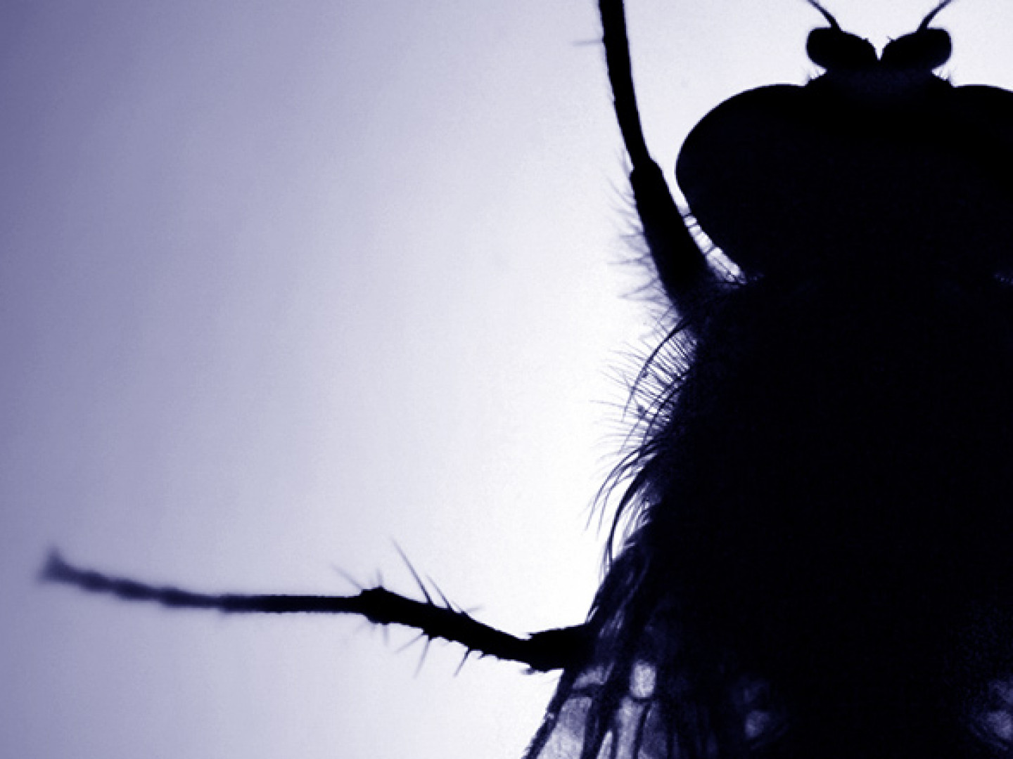 Pest Control Lafayette, Abbeville & New Iberia, LA Eagle Pest