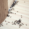 It's Swarm Season! Call us today for termite control